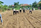 Kapolsek Arjawinangun beserta anggota serta Pemdes Tegalgubug Lor  melaksanakan penanaman jagung pipil.