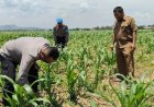 Kapolsek Arjawinangun adakan perawatan Tanaman pangan jagung pipil di Desa Bulak