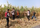Dalam Rangka Ketahanan Pangan, Polsek Dukupuntang Mengikuti Giat Panen Jagung Pipil Milik Warga Desa Cikalahang Kecamatan Dukupuntang Kabupaten Cirebon