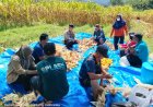 Dalam Rangka Ketahanan Pangan, Bhabinkamtibmas Desa Girinata Melaksanakan Giat Panen Jagung Pipil Milik BUMDes Girinata Kecamatan Dukupuntang Kabupaten Cirebon