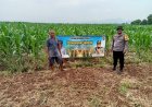 Mendukung Asta Cita Presiden RI Bhabinkamtibmas Desa Bulak bersama Pemdes adakan perawatan tanaman Jagung Pipil di Desa Binaanya.