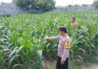 Brigadir Handry Sukseskan Ketahanan Pangan dengan Penanaman Jagung Sambil Sosialisasi Kamtibmas