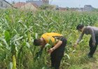 Kapolsek Arjawinangun bersama Pemdes Geyongan adakan perawatan Tanaman pangan jagung pipil.