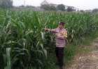 Bhabinkamtibmas Polsek Plered Kontrol Ketahanan PanganJagung Pipil Wujudkan Program Pekarangan/Lahan Pangan Bergizi