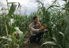 Bhabinkamtibmas Desa Sende Rutin Rawat Tanaman Jagung Pipil untuk Dukung Ketahanan Pangan