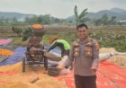 Jagung Pipil Polsek Gempol, Dukung Program Ketahanan Pangan