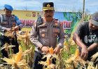 Polsek Arjawinangun Gelar Panen Raya Jagung Pipil Dukung Ketahanan Pangan Nasional