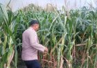 Bhabinkamtibmas Polsek Plered Kontrol Ketahanan Pangan Jagung Pipil Wujudkan Program Pekarangan/Lahan Pangan Bergizi