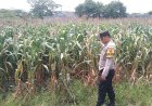 Bhabinkamtibmas Polsek Plered Kontrol Ketahanan PanganJagung Pipil Wujudkan Program Pekarangan/Lahan Pangan Bergizi