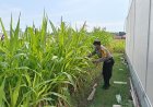 Bhabinkamtibmas Desa Plumbon Pantau Perkembangan Tanaman Jagung Pipil dalam Program Ketahanan Pangan