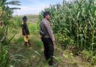 Giat monitoring perkembangan tanaman jagung pipil di Desa Astanamukti Kecamatan Pangenan Kab. Cirebon
