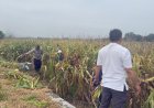 Monitoring Perkembangan Tanamanan Jagung Pipil dalam rangka Swasembada Pangan