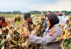 Polresta Cirebon Gelar Panen Jagung Dalam Rangka Mendukung Swasembada Pangan