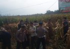 ‎Panen jagung pipil seluas 9 Hektare dalam satu hamparan untuk mendukung swasembada pangan 