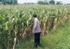 Bhabinkamtibmas Polsek Plered Kontrol Ketahanan PanganJagung Pipil Wujudkan Program Pekarangan/Lahan Pangan Bergizi