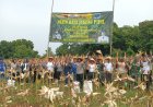 Dukung Ketahanan Pangan, Polsek Talun Panen Raya Jagung Pipil bersama Pemdes Kubang