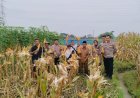 Giat Panen Jagung Pipil di Desa Gintung Ranjeng Kecamatan Ciwaringin Kab. Cirebon.