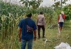 BHABINKAMTIBMAS MONITORING PERKEMBANGAN TANAMAN JAGUNG PIPIL DALAM RANGKA DUKUNG KETAHANAN PANGAN