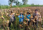 Dukung Asta Cita Presiden, Polsek Waled Gelar Panen Jagung Pipil di Desa Mekarsari.