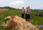 Dukung Ketahanan Pangan Polsek Plered Panen Raya Jagung Pipil bersama Pemdes Teglasari