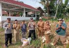 Dalam Rangka Ketahanan Pangan, Polsek Dukupuntang Mengikuti Giat Panen Jagung Pipil Di Desa Balad Kecamatan Dukupuntang Kabupaten Cirebon
