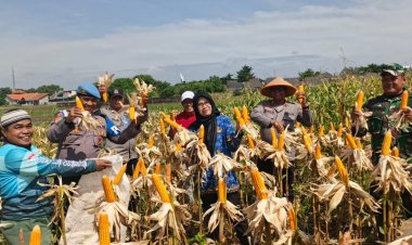 Dukung Ketahanan Pangan, Polsek Polsek Talun Panen Raya Jagung Pipil bersama Pemdes Wanasaba Lor