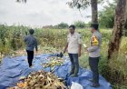 Panen Raya Jagung Pipil di Desa Karang Asem Dukung Program Ketahanan Pangan