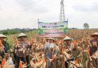 Polresta Cirebon Dukung Swasembada Pangan 2026, Panen Raya Jagung Serentak Hasilkan 3 Ton Jagung Pipil