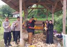 Polsek Beber Panen Jagung Pipil di Desa Kamarang Kecamatan Greged, Dukung Asta Cita Pemerintah