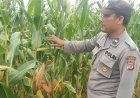 Pastikan Keamanan Jelang Panen Raya, Polsek Pabedilan Polresta Cirebon Kontrol Lahan Jagung Pipil