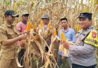 Dukung Ketahanan Pangan Nasional, Polsek Pangenan Laksanakan Panen Jagung Pipil di Desa Astanamukti