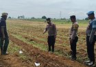 Kapolsek Arjawinangun beserta anggota meninjau lokasi lahan di Blok Pace Desa Geyongan yang di gunakan ketahanan pangan.