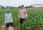 Dukung Ketahanan Pangan, Bhabinkamtibmas Polsek Losari Bersama Pertanian Gunakan Lahan Kosong Milik Desa Losari Lor