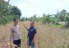 Polsek Gegesik Dukung Program Asta Cita Pemerintah dengan Penanaman Jagung Pipil di Desa Sibubut. 