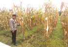 Dukung Ketahanan Pangan, Polsek Pangenan Monitoring Perkembangan Tanaman Jagung Pipil di Desa Getrakmoyan