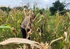 Dalam Rangka Mendukung Program Ketahanan Pangan, Polsek Dukupuntang Mengikuti Giat Panen Jagung Pipil Di Desa Cikalahang Kecamatan Dukupuntang Kabupaten Cirebon