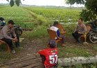 Kapolsek Pabedilan Turun ke Sawah, Ajak Petani Tanam Jagung Pipil Demi Ketahanan Pangan