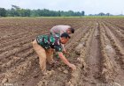 Pemantauan Jagung Ketahanan Pangan Polresta Cirebon