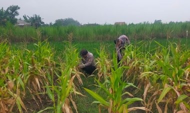 Polsek Waled Polresta Cirebon Dukung Ketahanan Pangan Nasional Melalui Perawatan Lahan Jagung